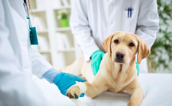 Лікування собаки у ветклініці «Animal-Clinic» у Києві. Дізнайтеся за знижкою.