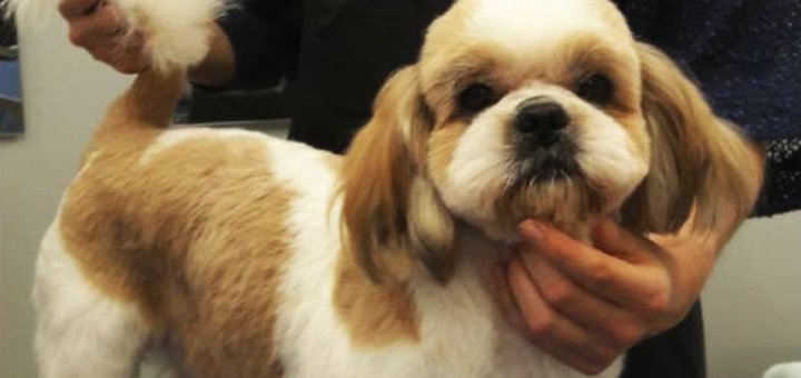 Grooming and grooming of dogs in the studio «Best dog». Call for a discount