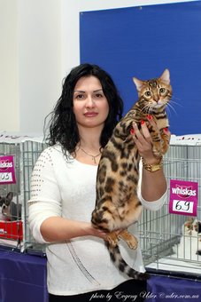 Purebred Bengal kittens in the Odessa cattery ADesaDiamond with delivery across Ukraine. Buy at a discount.9