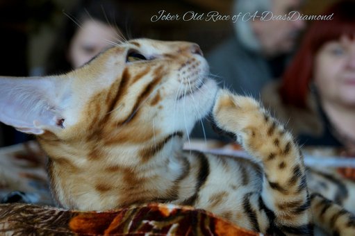 Purebred Bengal kittens in the Odessa cattery ADesaDiamond with delivery across Ukraine. Buy at a discount.14