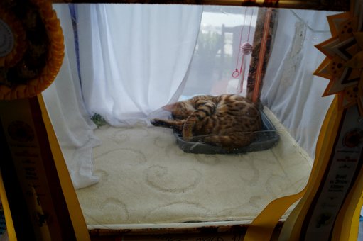 Purebred Bengal kittens in the Odessa cattery ADesaDiamond with delivery across Ukraine. Buy at a discount.16