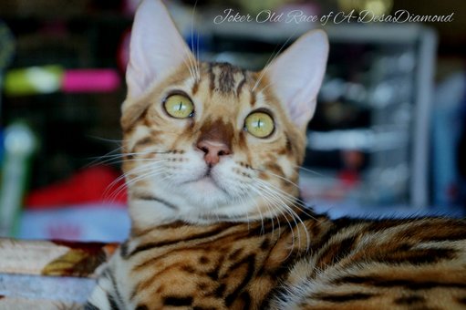 Purebred Bengal kittens in the Odessa cattery ADesaDiamond with delivery across Ukraine. Buy at a discount.167