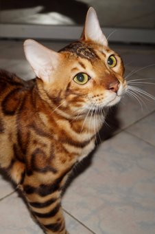 Purebred Bengal kittens in the Odessa cattery ADesaDiamond with delivery across Ukraine. Buy at a discount.27