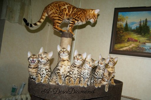 Бенгальські кошенята у розпліднику «A-DesaDiamond» в Одесі. Купуйте бенгалів за акцією.34