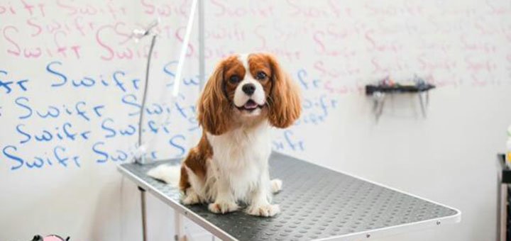 Стрижка кокеров в зоо-салоні «dog-star» в києві. сплачуйте послуги грумера акцією.