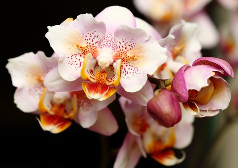 Орхідеї елітних сортів в інтернет-магазині «Квітка» у Дніпрі. Купуйте зі знижкою.