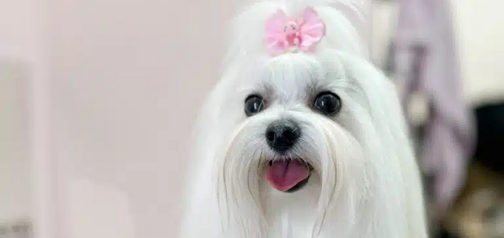 Груминг-салон V.O.G DOG SALON. Посещайте по акции 2