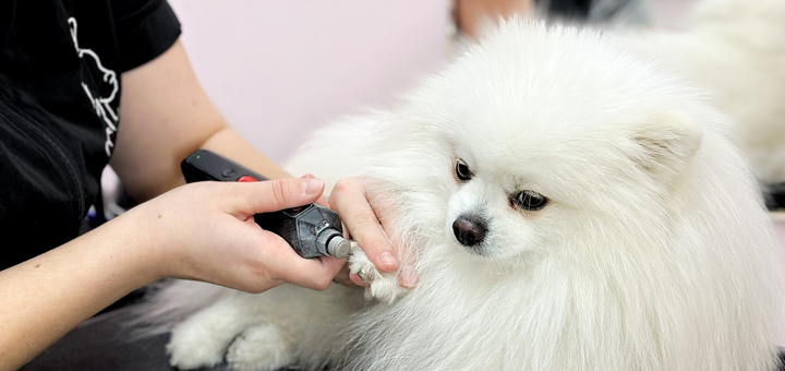 Груминг-салон V.O.G DOG SALON. Посещайте по акции 5