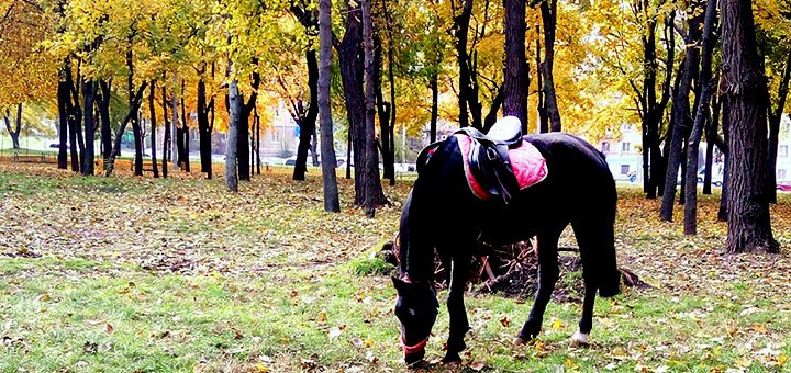 Конный клуб «Легион» в Одессе. Акции на прогулку на лошадях.