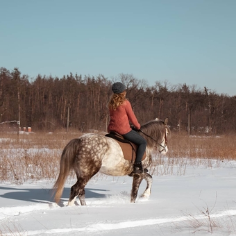 кінний клуб Family_horse_club прогулянки верхом знижки