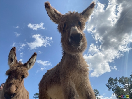 Osloff donkey farm near Kiev, donkeys against the sky