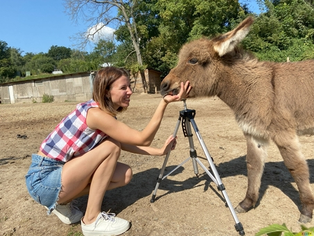 Osloff donkey farm near Kiev, donkey against the sky