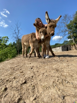 Osloff donkey farm near Kiev, donkey against the sky