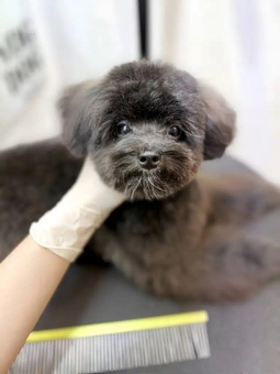Груминг-салон V.O.G DOG SALON. Посещайте по акции 14