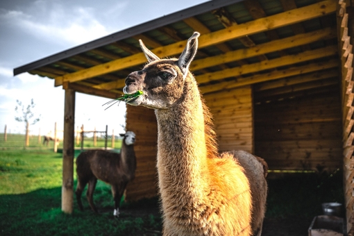 Yasnogorodka Family Ecopark, Zoo