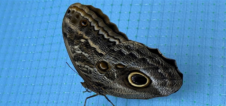 Live tropical butterfly exhibition at special offer #4