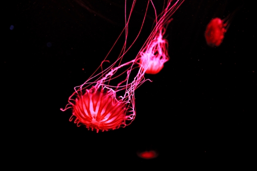 Музей медуз в Киеве. Посещайте по акции 8