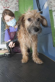 Грумінг Київ в «Dog City». Записуйтеся по знижці.