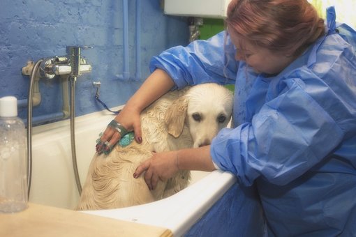 Купання собак Київ в грумінг салоні «Dog City». Сплачуйте спа послуги для тварин акцією.