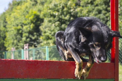 Дресирування собак Київ в центрі для тварин «Dog City». Записуйтеся до кінолога акцією.