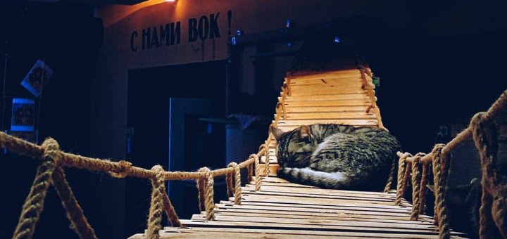 Общение с кошками в «Одесской котйне». Необічніе кафе Одессы. Скидки в кафе Одесса.
