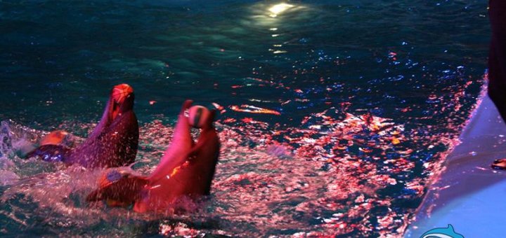 Скидки на ночное шоу в дельфинарии «Немо».